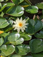 Nymphaea odorata