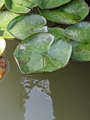 Nymphaea odorata