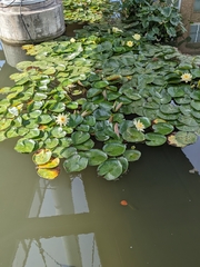 Nymphaea odorata