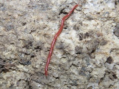 Strigamia bothriopus