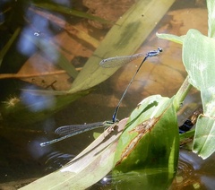 Aciagrion approximans