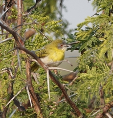 Apalis flavida neglecta