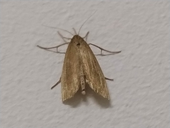 Schoenobius gigantella
