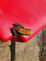 Hydrophylax bahuvistara