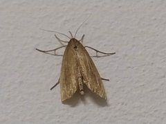 Schoenobius gigantella