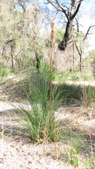 Xanthorrhoea brunonis