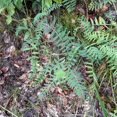 Vicia cassubica