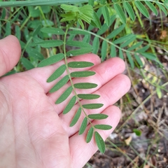 Vicia cassubica