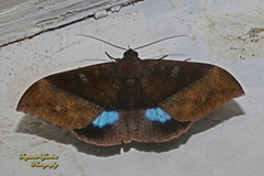 Ischyja manlia