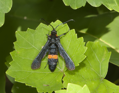 Sannina uroceriformis