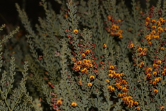 Daviesia podophylla