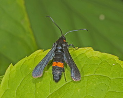 Sannina uroceriformis