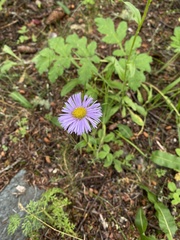 Erigeron multiradiatus