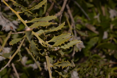 Jacksonia floribunda