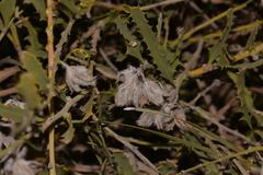Jacksonia floribunda