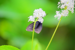 Ctenucha virginica