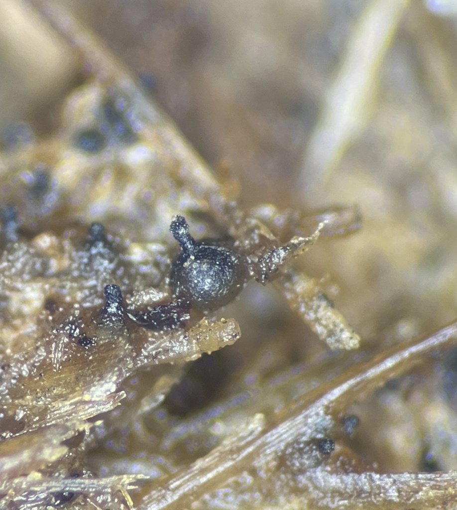 Cercophora sordariodes