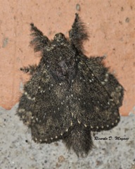 Euglyphis melancholica