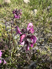 Pedicularis ornithorhynchos