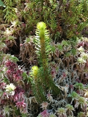 Phlegmariurus dentatus