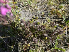 Pedicularis ornithorhynchos