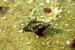 Muricopsis cristata
