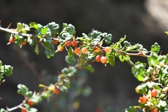 Ribes orientale
