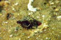 Muricopsis cristata