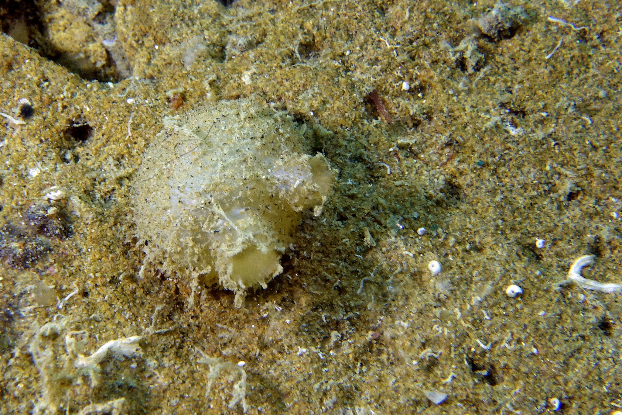Molgula appendiculata Heller, 1877