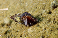 Muricopsis cristata