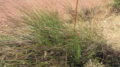 Xanthorrhoea brunonis semibarbata