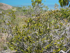 Cyclophyllum deplanchei