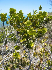 Cyclophyllum deplanchei