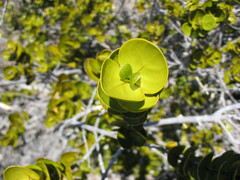 Cyclophyllum deplanchei