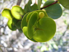 Cyclophyllum deplanchei