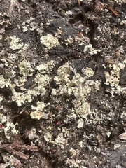 Cladonia incrassata