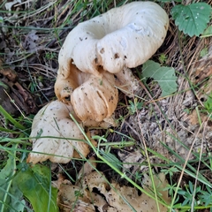 Hypomyces lateritius