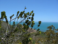 Cyclophyllum deplanchei