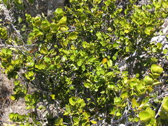 Cyclophyllum deplanchei