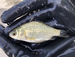 Carassius auratus