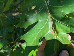 Callirhytis pigra