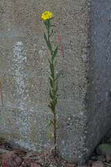Erysimum virgatum