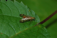 Mecoptera