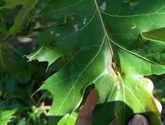 Callirhytis pigra