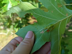 Callirhytis pigra