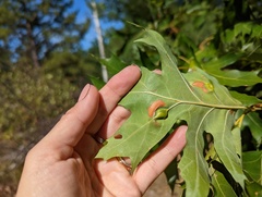 Callirhytis pigra