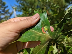 Callirhytis pigra