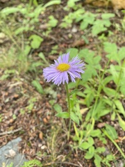 Erigeron multiradiatus