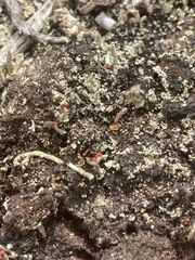 Cladonia incrassata