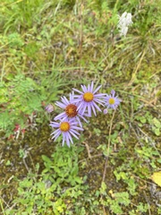 Erigeron multiradiatus